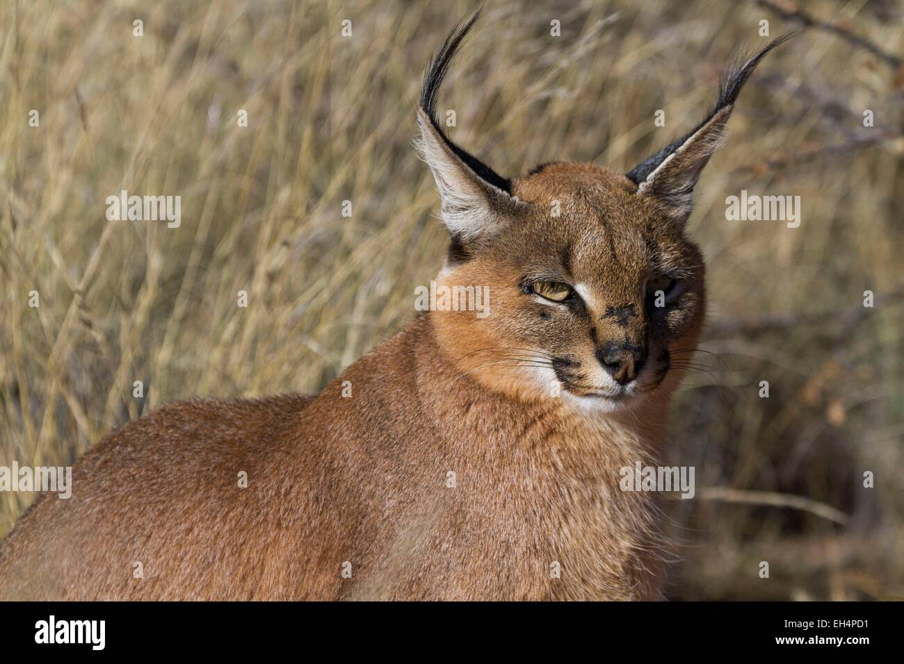 La Namibie, région Hardap, caracal (Caracal caracal) dans une enceinte de l'Hammerstein lodge Banque D'Images