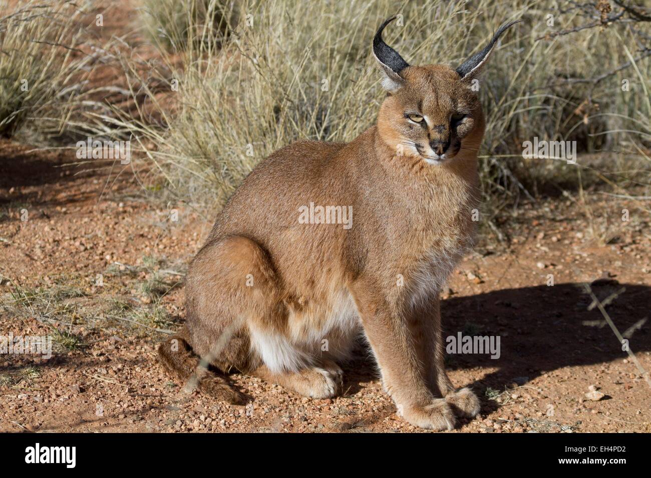 La Namibie, région Hardap, caracal (Caracal caracal) dans une enceinte de l'Hammerstein lodge Banque D'Images