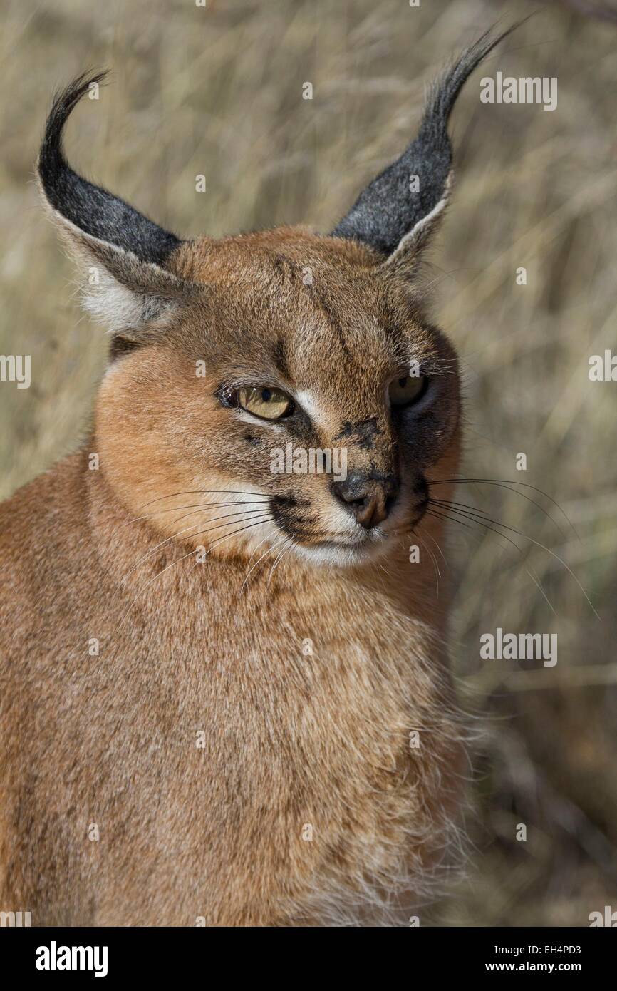 La Namibie, région Hardap, caracal (Caracal caracal) dans une enceinte de l'Hammerstein lodge Banque D'Images