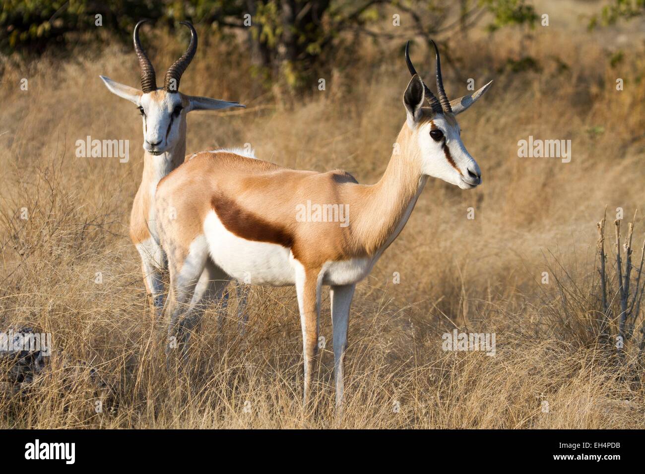 La Namibie, région Oshikoto, Etosha National Park, springboks (Antidorcas marsupialis) Banque D'Images