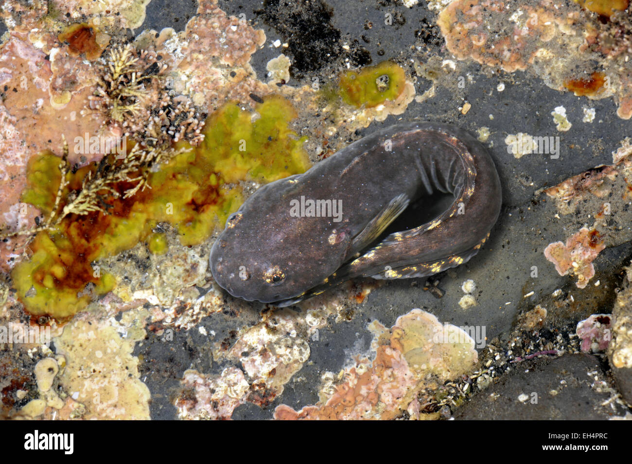 Montagu's Sea Snail - Liparis montagui Banque D'Images