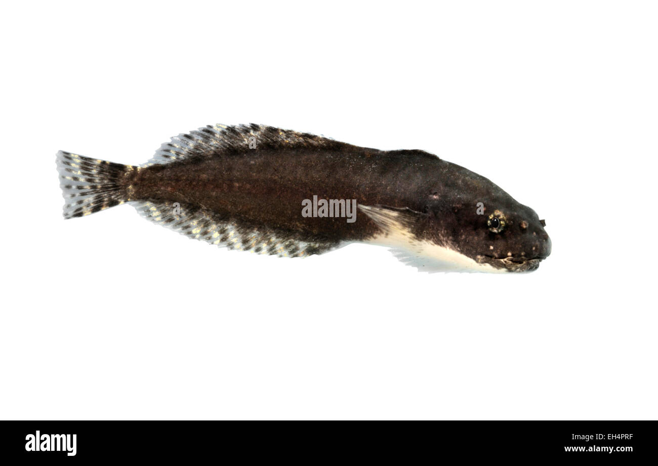 Montagu's Sea Snail - Liparis montagui Banque D'Images