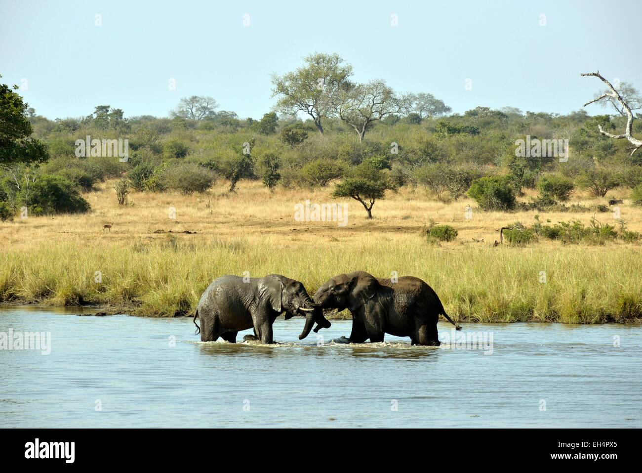 L'Afrique du Sud, Mpumalanga, Kruger National Park, l'éléphant africain (Loxodonta africana) Banque D'Images