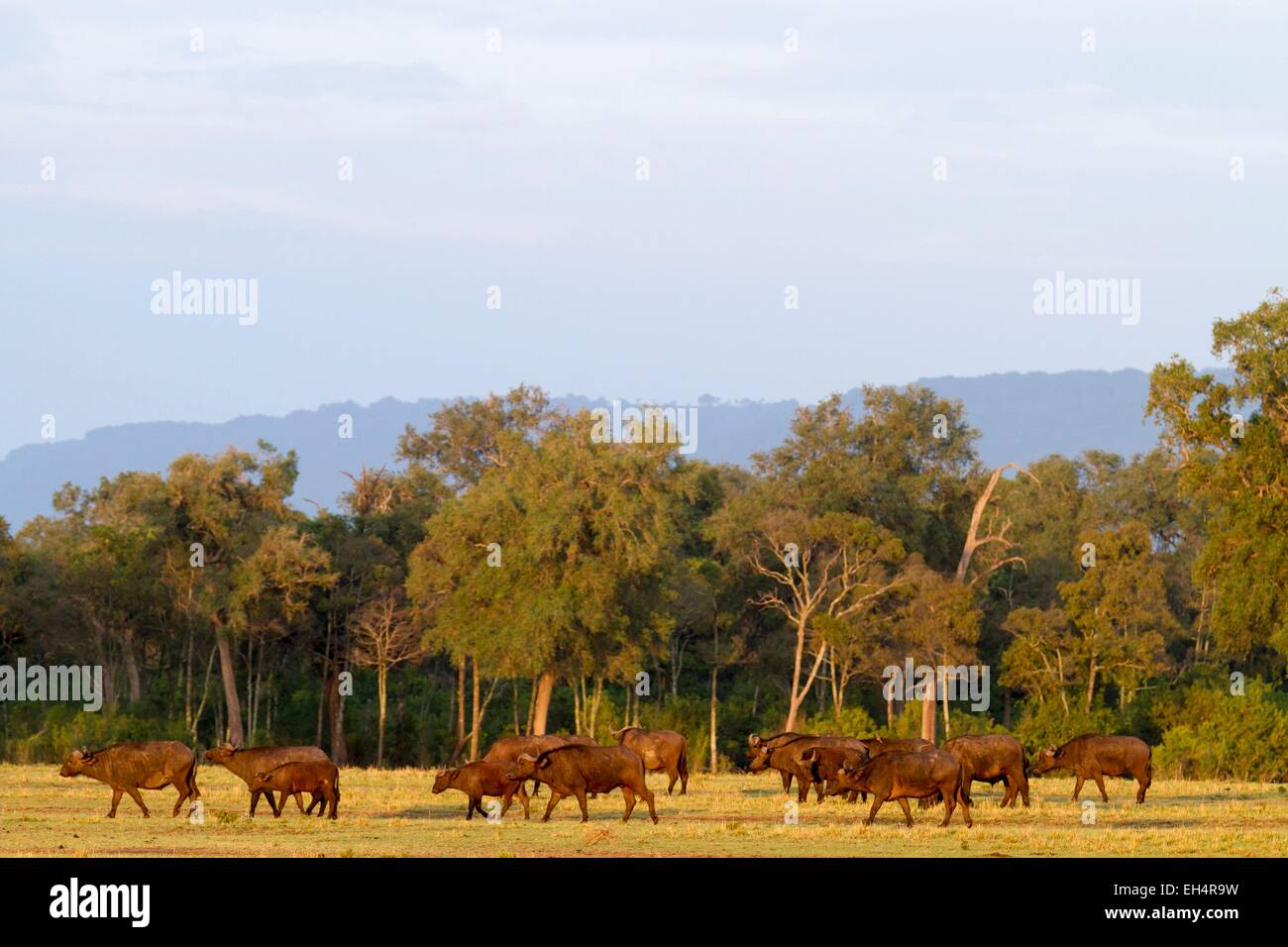 Kenya, Masai Mara, le Buffle africain (Syncerus caffer), troupeau déménagement Banque D'Images