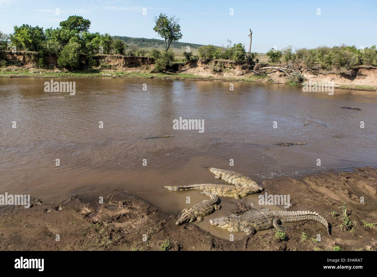Kenya, Masai Mara, le crocodile du Nil (Crocodylus niloticus), Mara river Banque D'Images