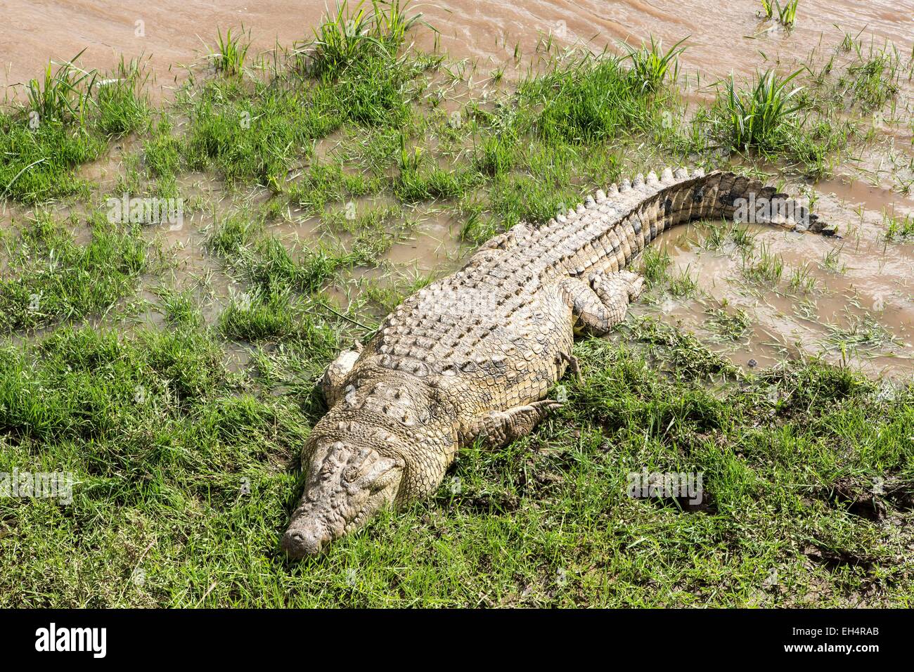 Kenya, Masai Mara, le crocodile du Nil (Crocodylus niloticus), reposant sur la rive de la rivière Mara Banque D'Images
