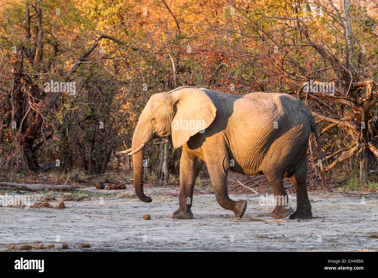 Le Botswana, le parc national de Chobe, Savuti elephant (Loxodonta africana du secteur privé), homme du point d'eau au coucher du soleil Banque D'Images