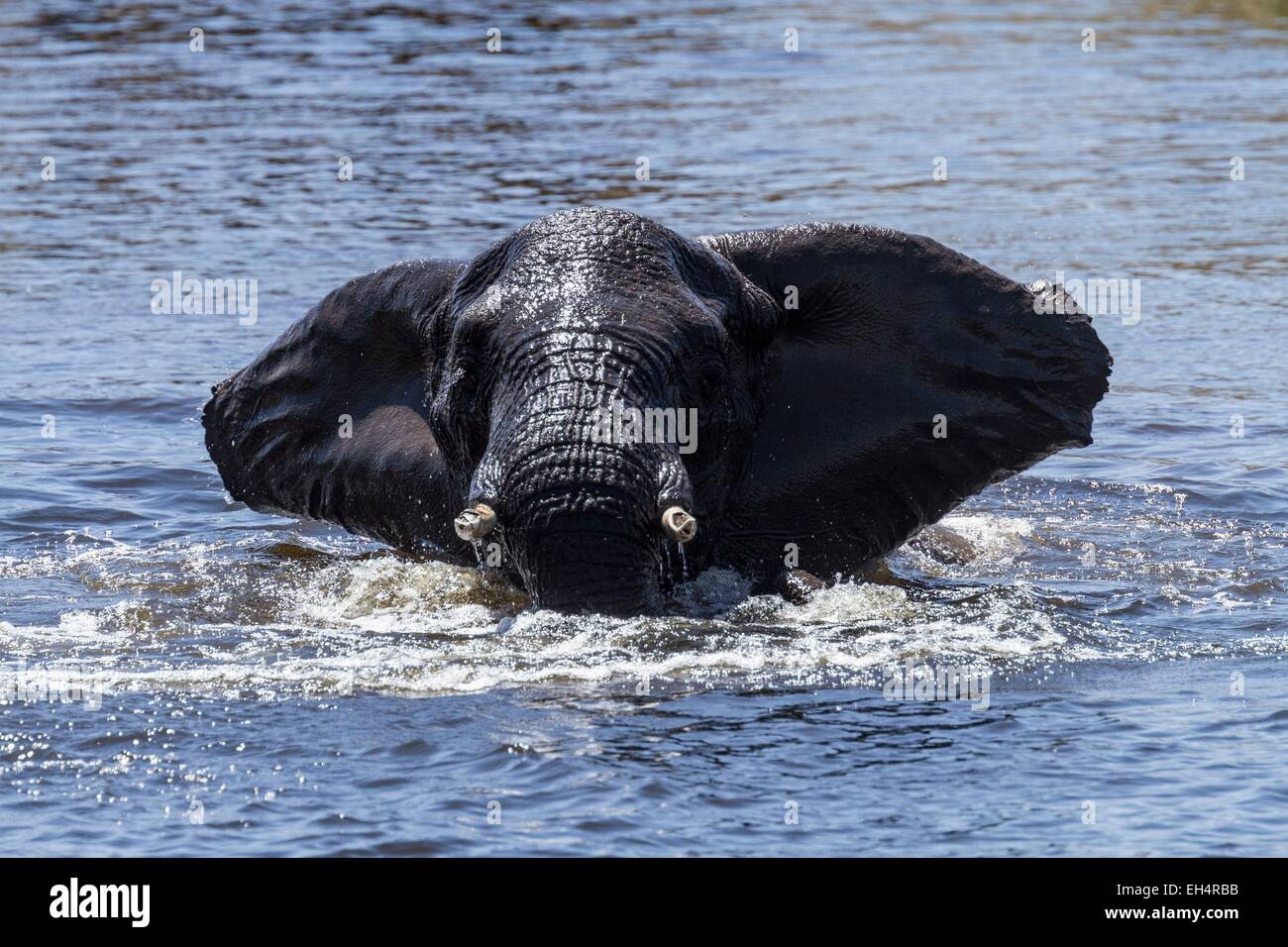 Le Botswana, le parc national de Chobe, Savuti elephant (Loxodonta africana du secteur privé), baignoire dans la rivière Savuti Banque D'Images