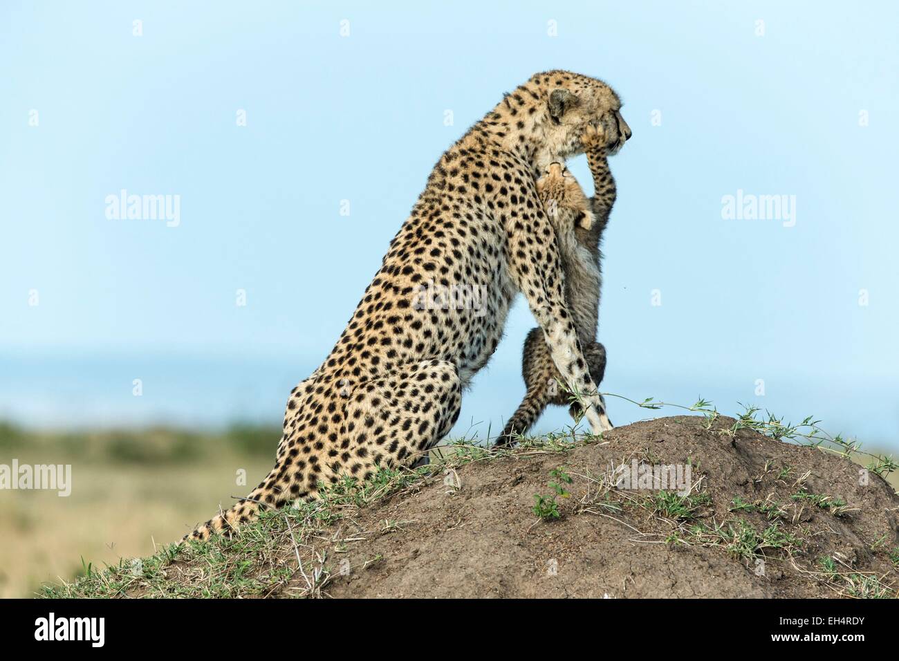 Kenya, Masai Mara, le Guépard (Acinonyx jubatus), femme et d'oursons 8/9 semaines Banque D'Images