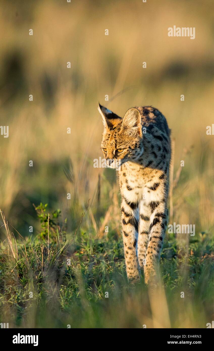 Kenya, Masai Mara, le serval (Felis serval), chasse Banque D'Images