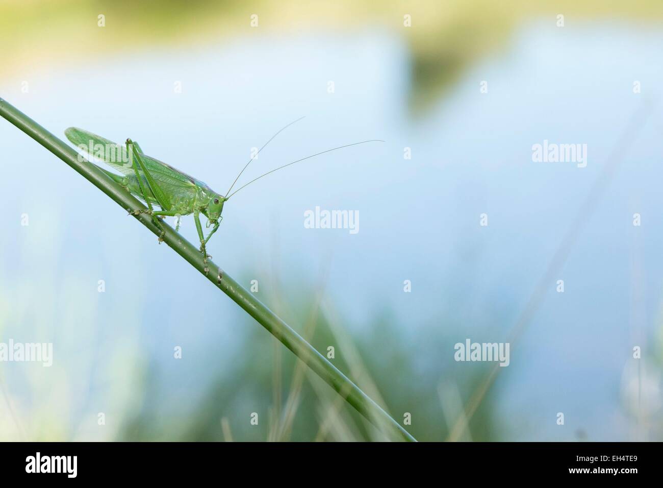 France, Vendée, Notre Dame de Monts, grande sauterelle verte (Tettigonia viridissima), Banque D'Images