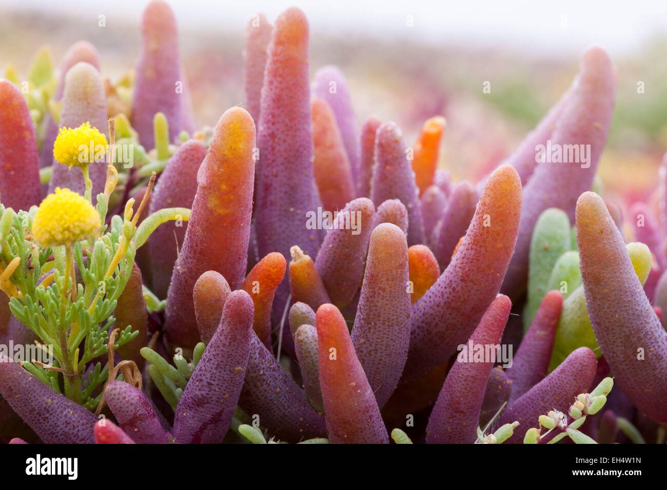 La Namibie, région d'Erongo, désert du Namib, le sang de doigt (Mesembryanthemum cryptanthum) Banque D'Images