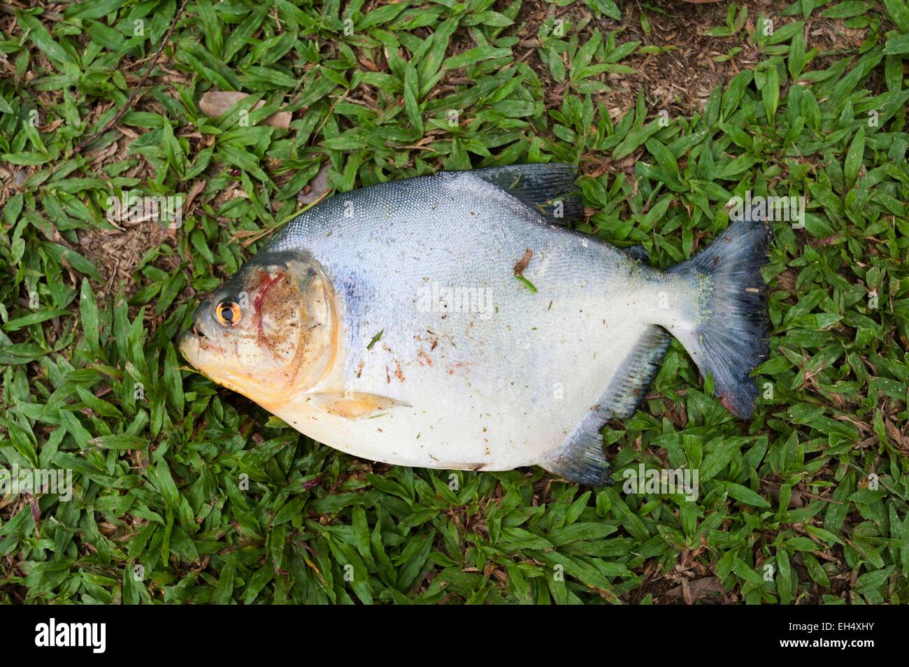 France, Guyane, Parc amazonien de Guyane (Parc amazonien de la Guyane), la Providence, le poisson Banque D'Images