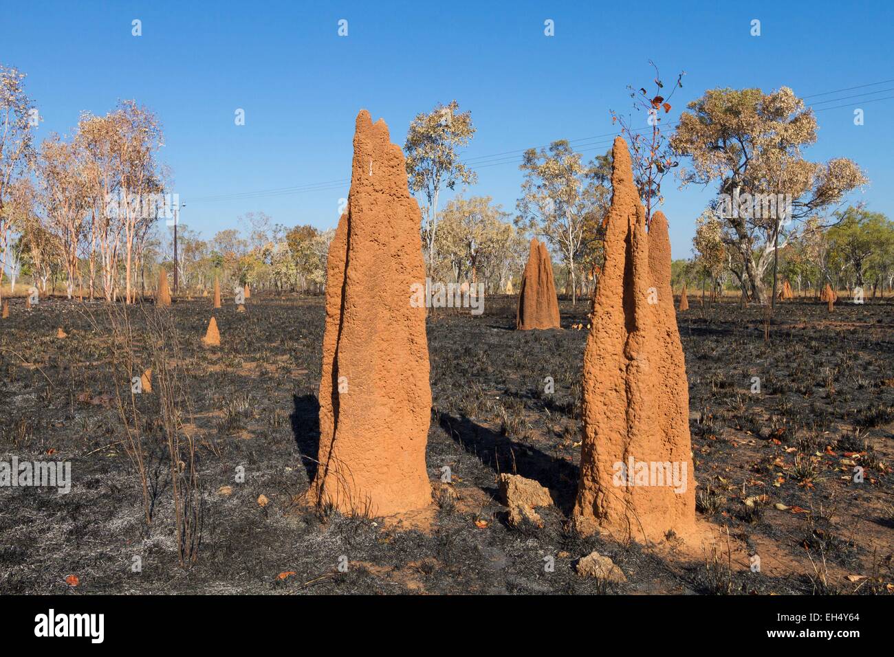L'Australie, Territoire du Nord, termitière près de Stuart Highway Banque D'Images