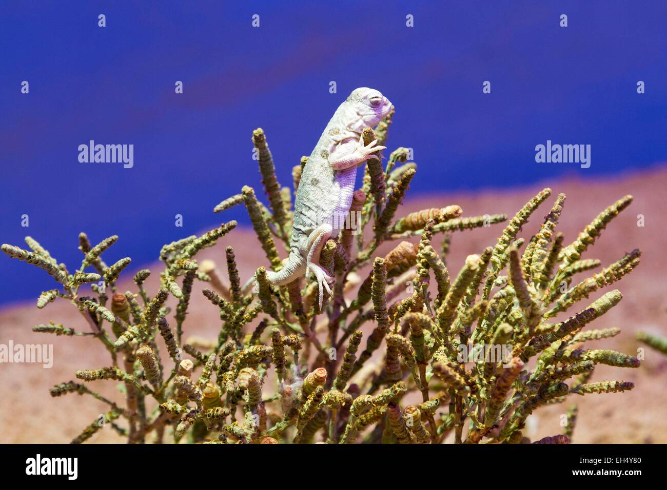 L'Australie, Territoire du Nord, Alice Springs, Alice Spring Desert Park, le lac Eyre Dragon (Ctenophorus maculosus) dans un vivarium Banque D'Images