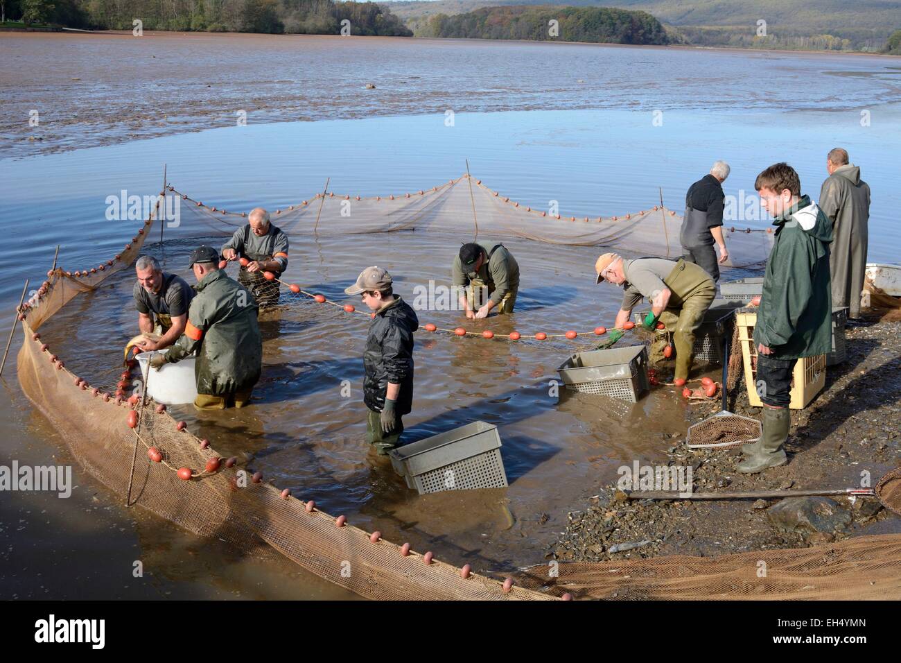 La France, Territoire de Belfort, Belfort, vidange annuelle l'étang du Malsaucy et la pêche La pêche au filet de poisson par la Fédération de Belfort Banque D'Images