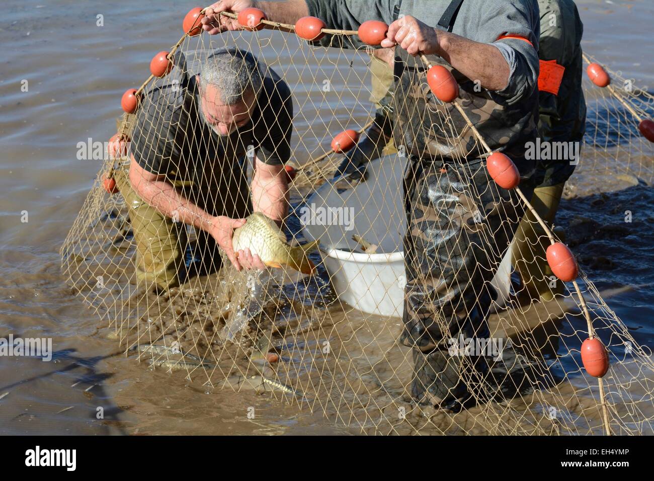 La France, Territoire de Belfort, Belfort, vidange annuelle l'étang du Malsaucy et la pêche La pêche au filet de poisson par la Fédération de Belfort Banque D'Images