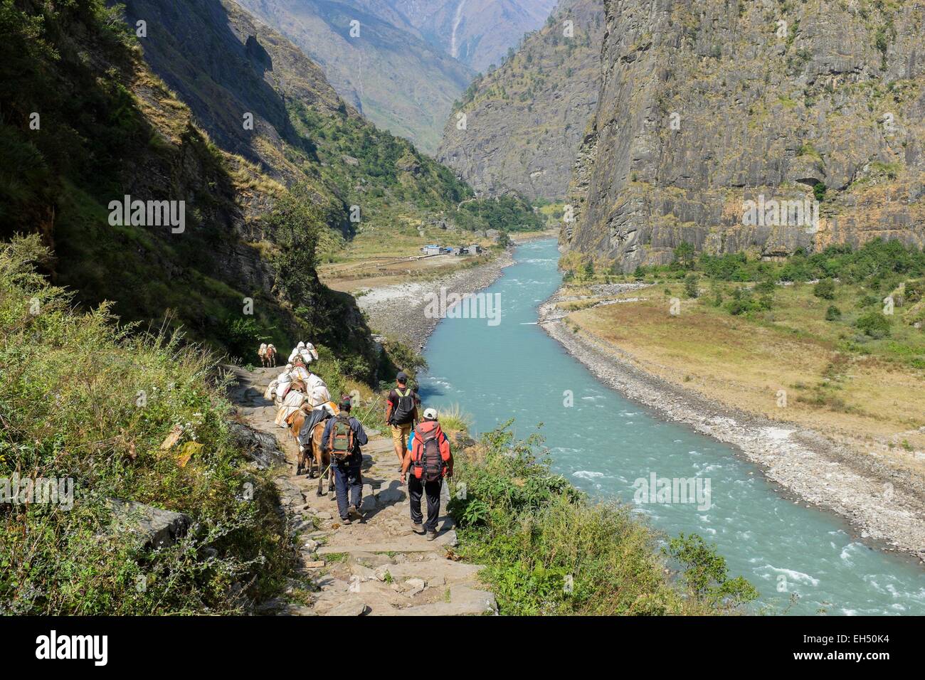 Le Népal, Gandaki zone, Manaslu Circuit, entre Tatopani et Philim, le long de la Budhi Gandaki river Banque D'Images