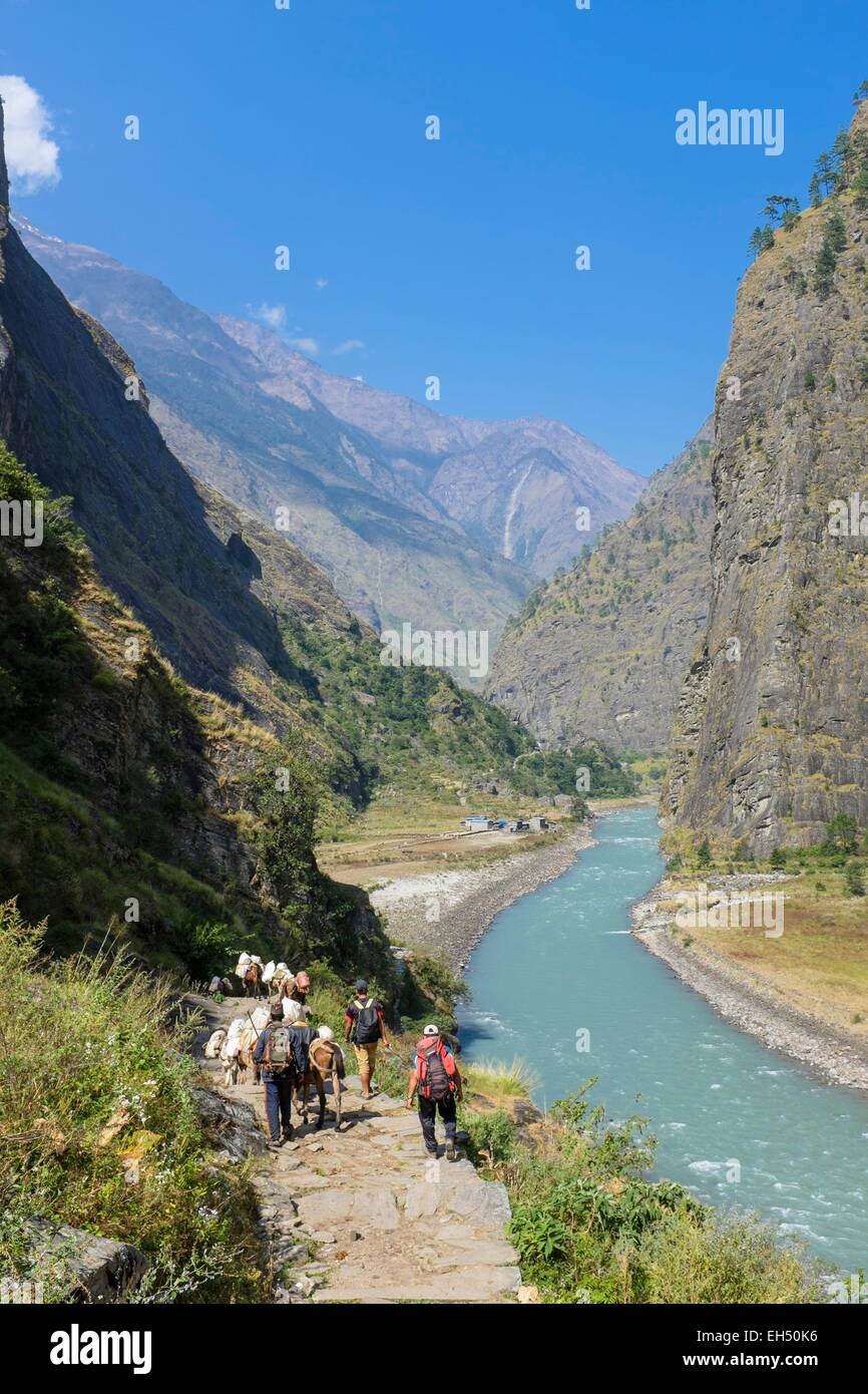 Le Népal, Gandaki zone, Manaslu Circuit, entre Tatopani et Philim, le long de la Budhi Gandaki river Banque D'Images