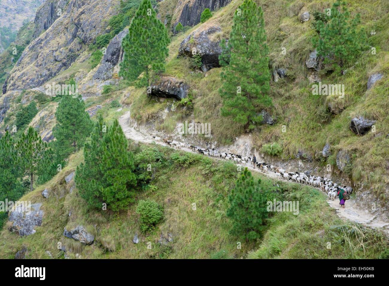 Le Népal, Gandaki zone, Manaslu Circuit, entre Philim et Prok, bergers et leur troupeau de moutons Banque D'Images