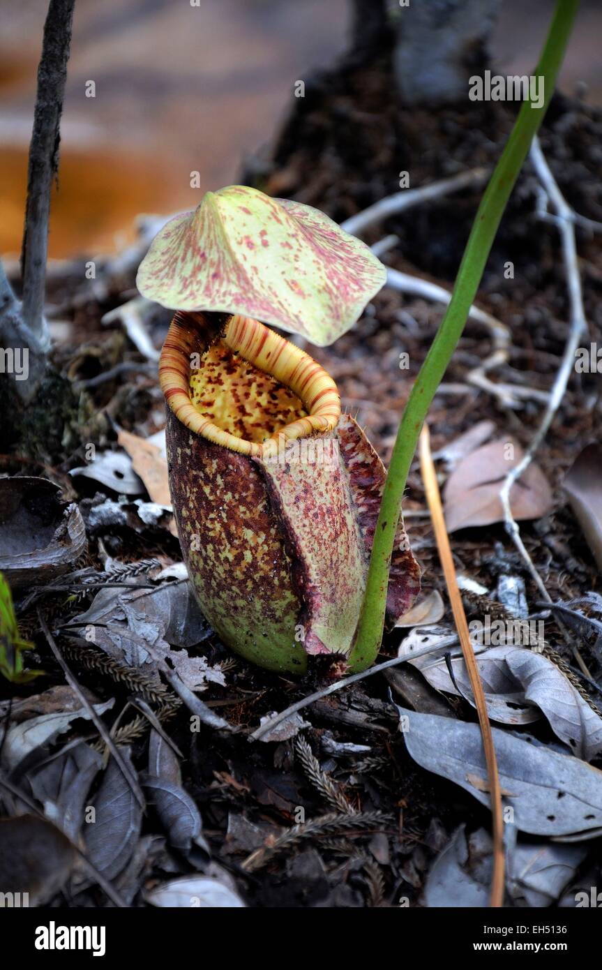 La Malaisie, Bornéo, Sarawak, parc national de Bako, sarracénie, plante carnivore Banque D'Images
