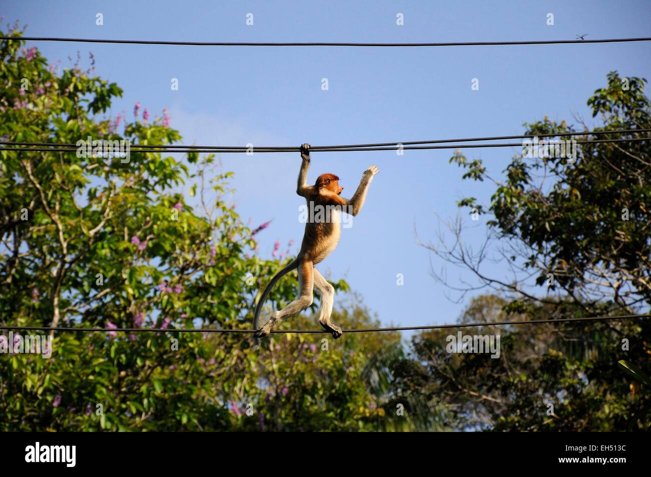La Malaisie, Bornéo, Sarawak, parc national de Bako, Proboscis Monkey sur les câbles électriques Banque D'Images