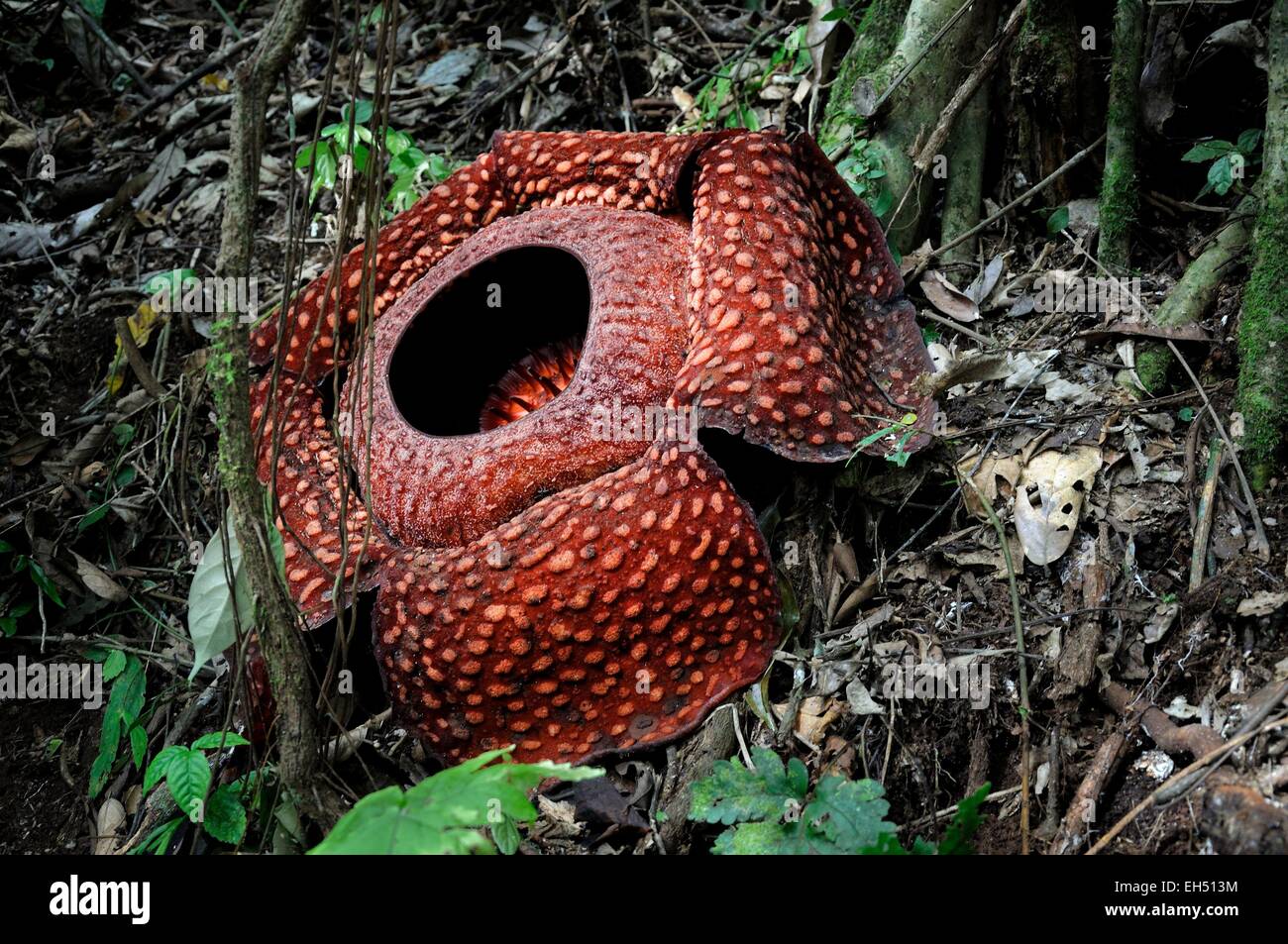 L'Ouest de Sumatra, Indonésie, Lombok, Lembah Anai réserve naturelle, la Rafflesia, la plus grande fleur du monde a trouvé dans la forêt tropicale Banque D'Images