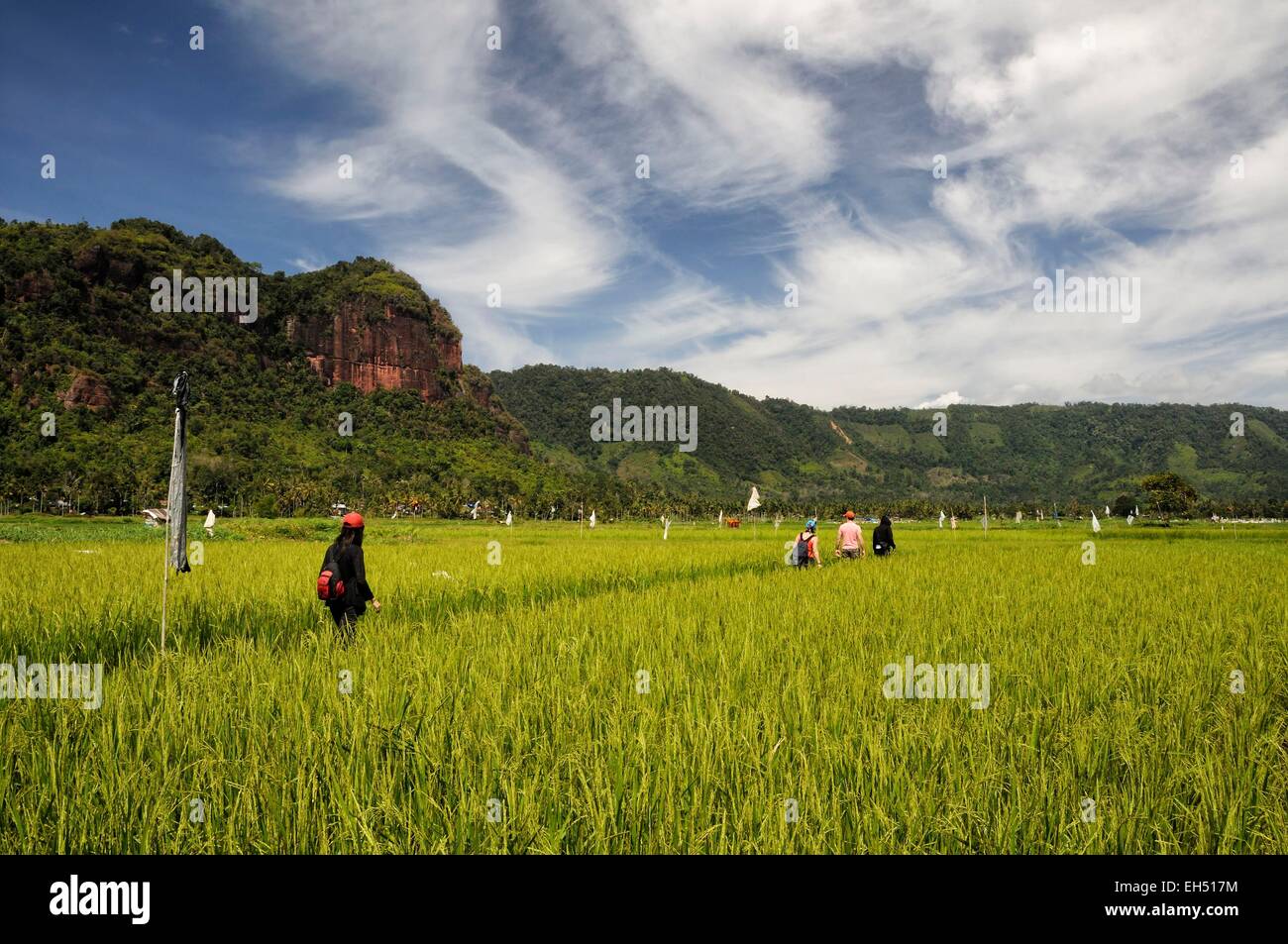 L'Ouest de Sumatra, Indonésie, Minangkabau Highlands, région Bukittinggi, Harau valley, groupe de randonneurs dans les rizières entourées de falaises dans la vallée de Harau Banque D'Images