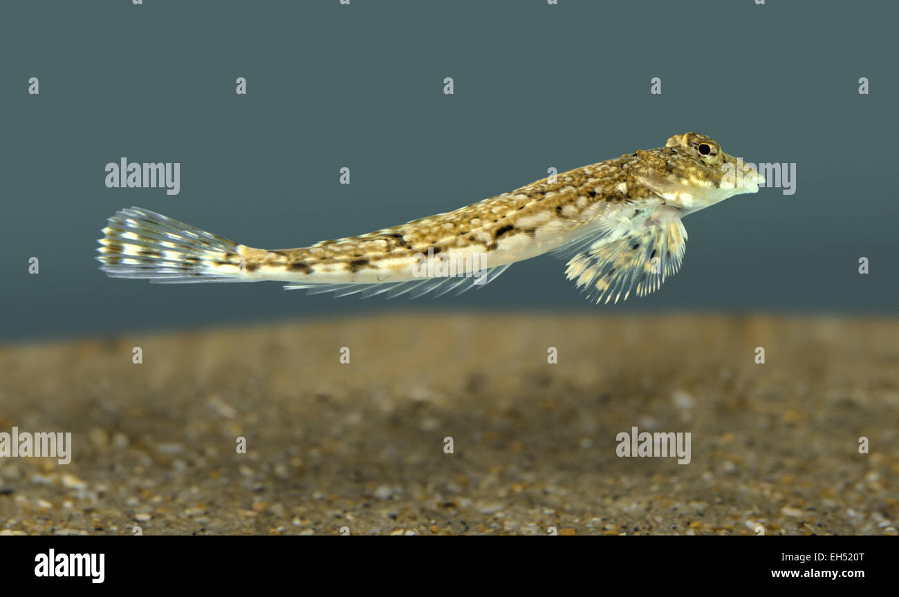 Dragonet - Callionymus lyra Banque D'Images