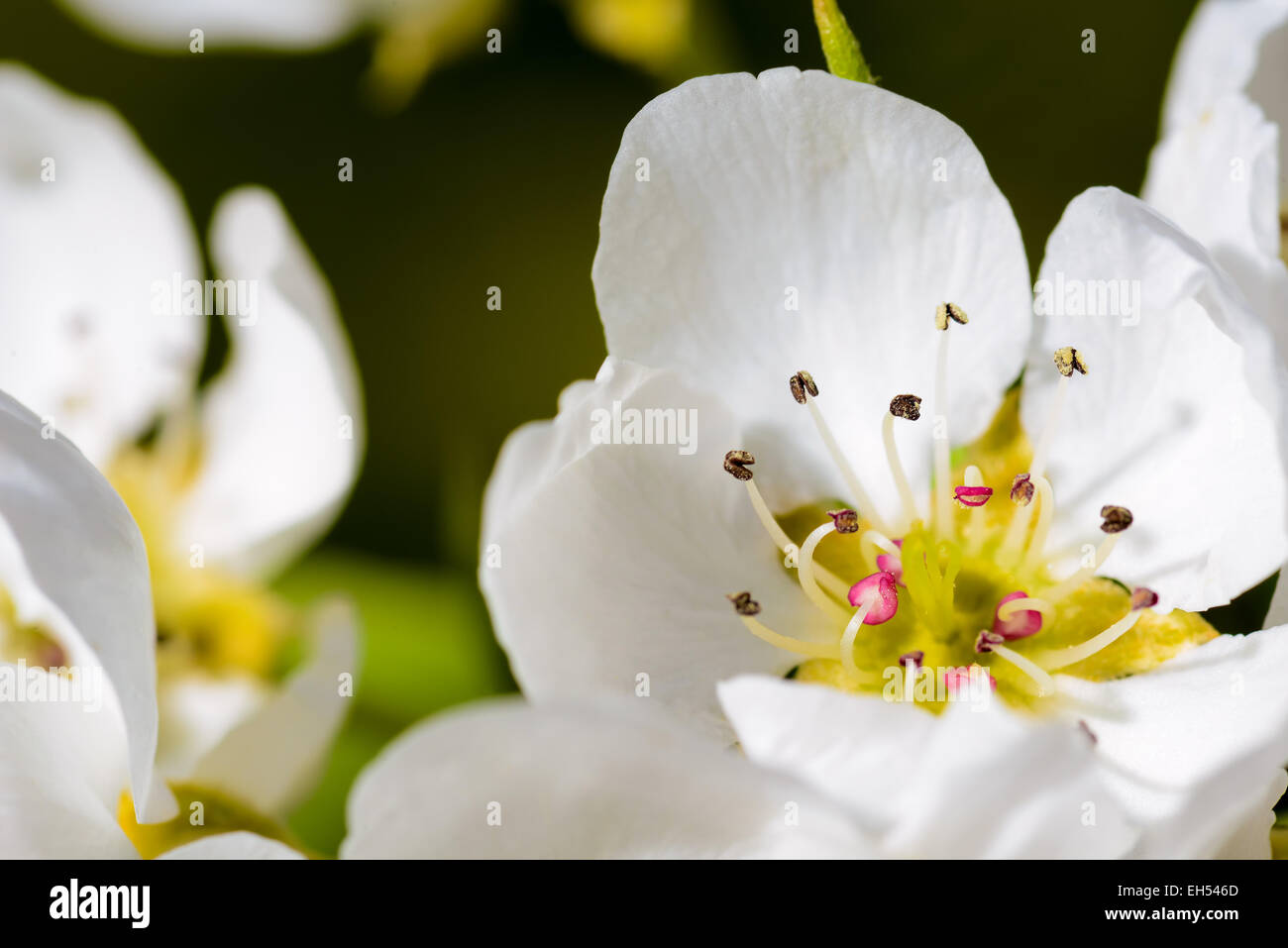 Cherry Blossom close up à la lumière du jour Banque D'Images