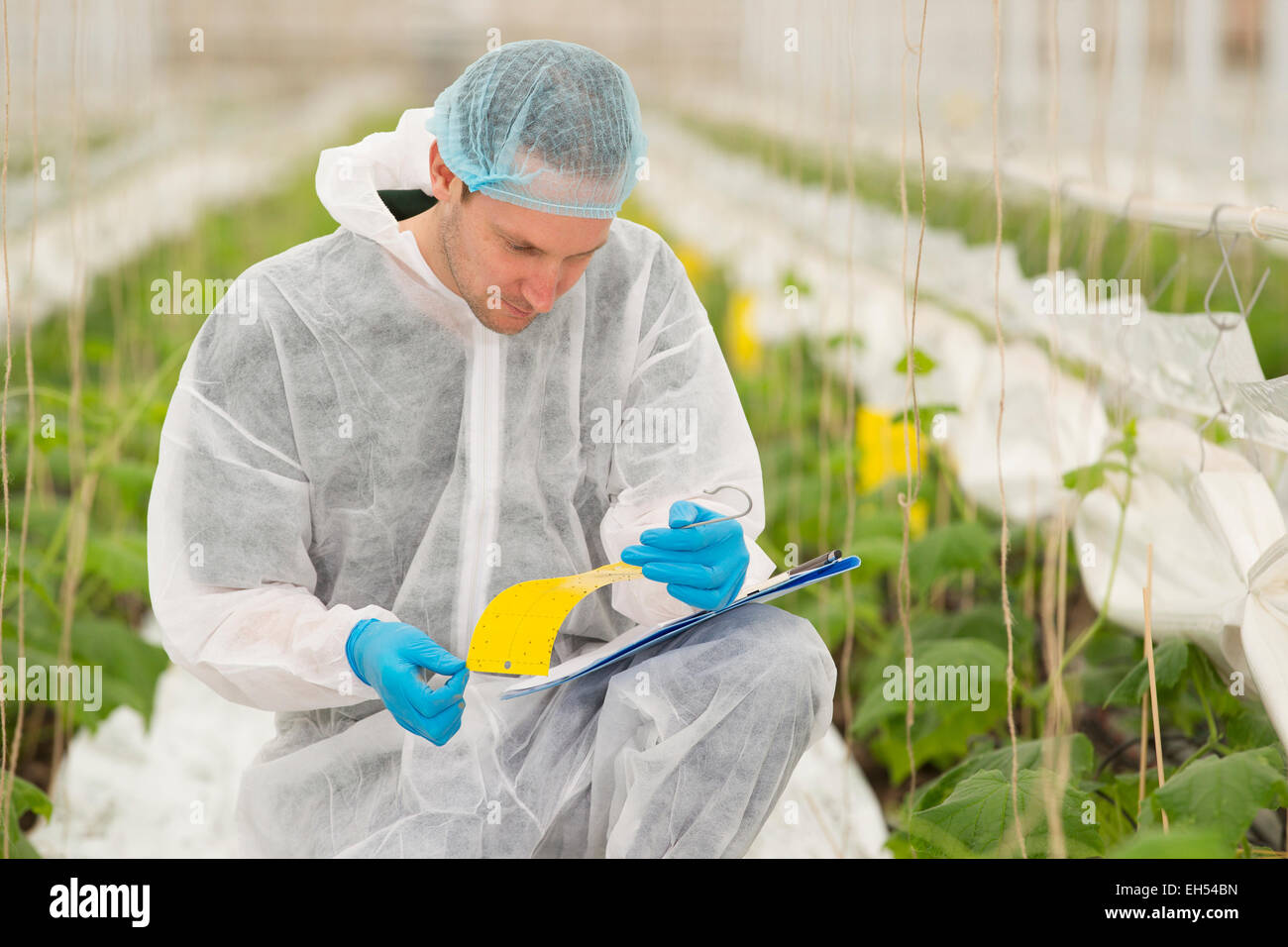 Les scientifiques agricoles Junior recherche de plantes et de maladies dans une serre de concombres Banque D'Images