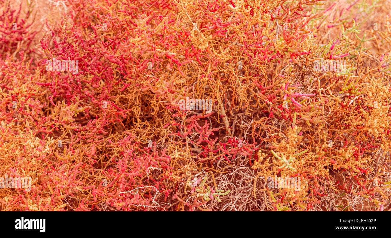 De plus en plus d'arbustes bas colorés succulentes qui pousse dans le désert de Sonora de l'Arizona et le Mexique Banque D'Images