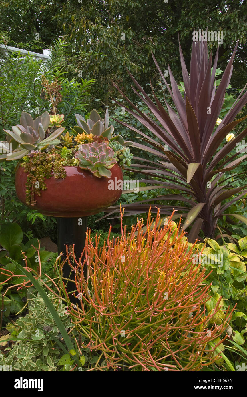 Collection de Plantes Succulentes Banque D'Images