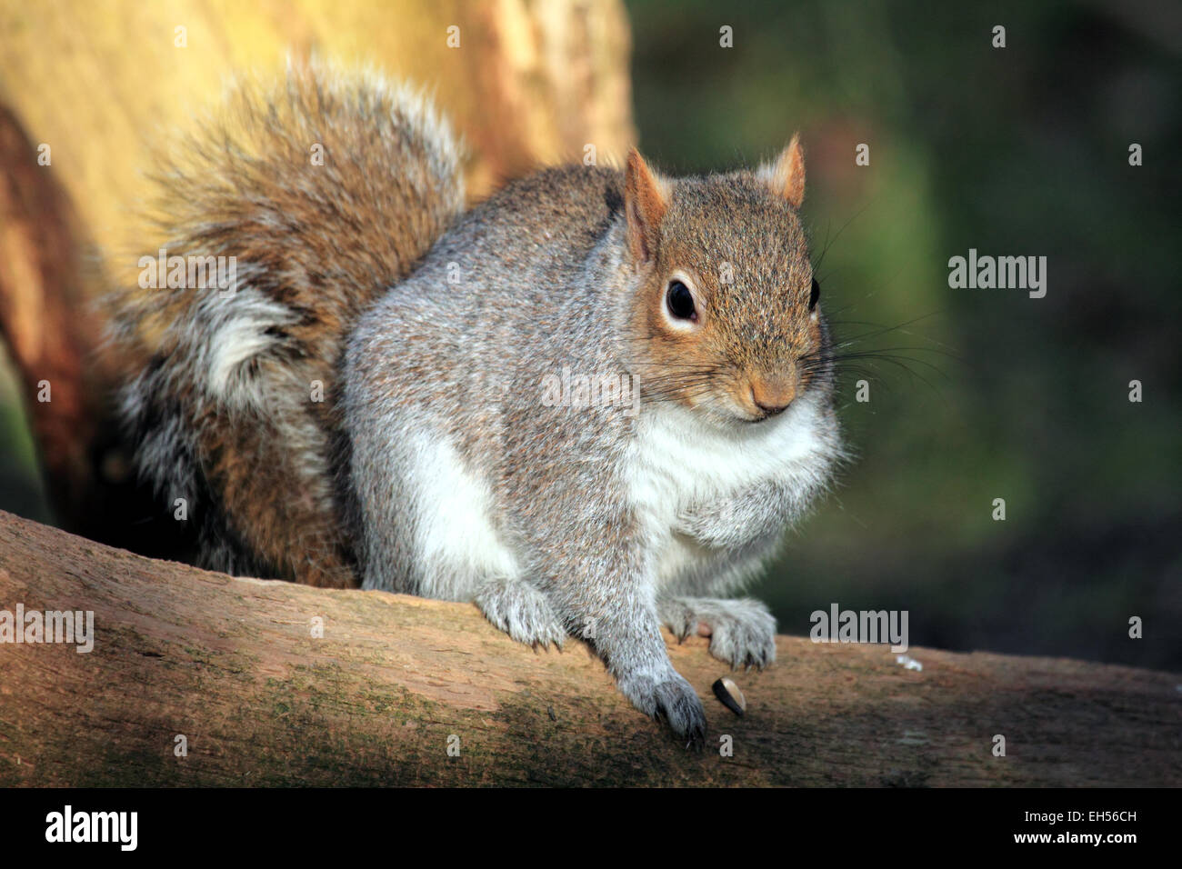 L'écureuil gris Sciurus carolinensis un mammifère forestiers se nourrissant de glands et de noix Banque D'Images