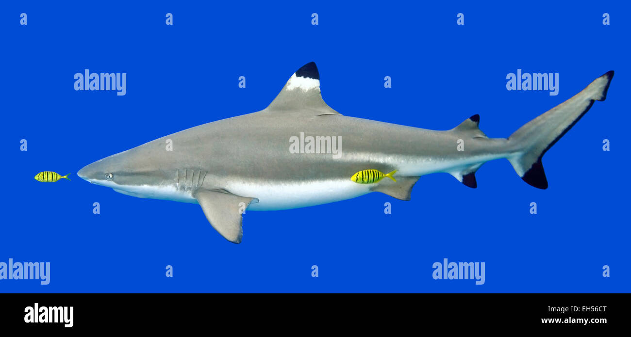 Requin Carcharhinus melanopterus requin, jaune, avec Pilotfish, Gnathanodon speciosus. Banque D'Images