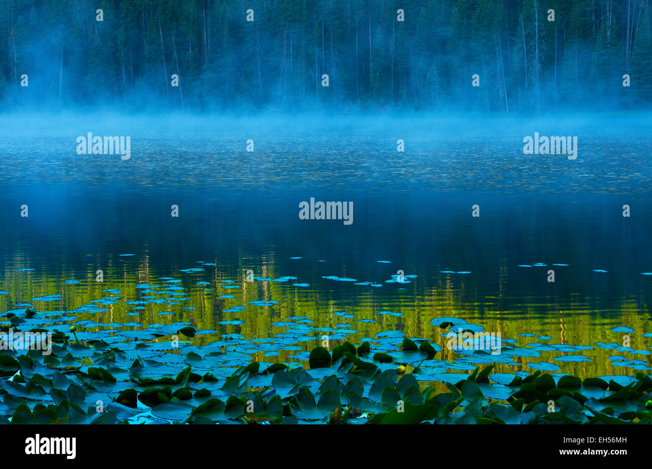 Brume sur un lac à l'aube, avec des nénuphars et un reflet de soleil, le Parc National de Yellowstone, Wyoming, United States. Banque D'Images