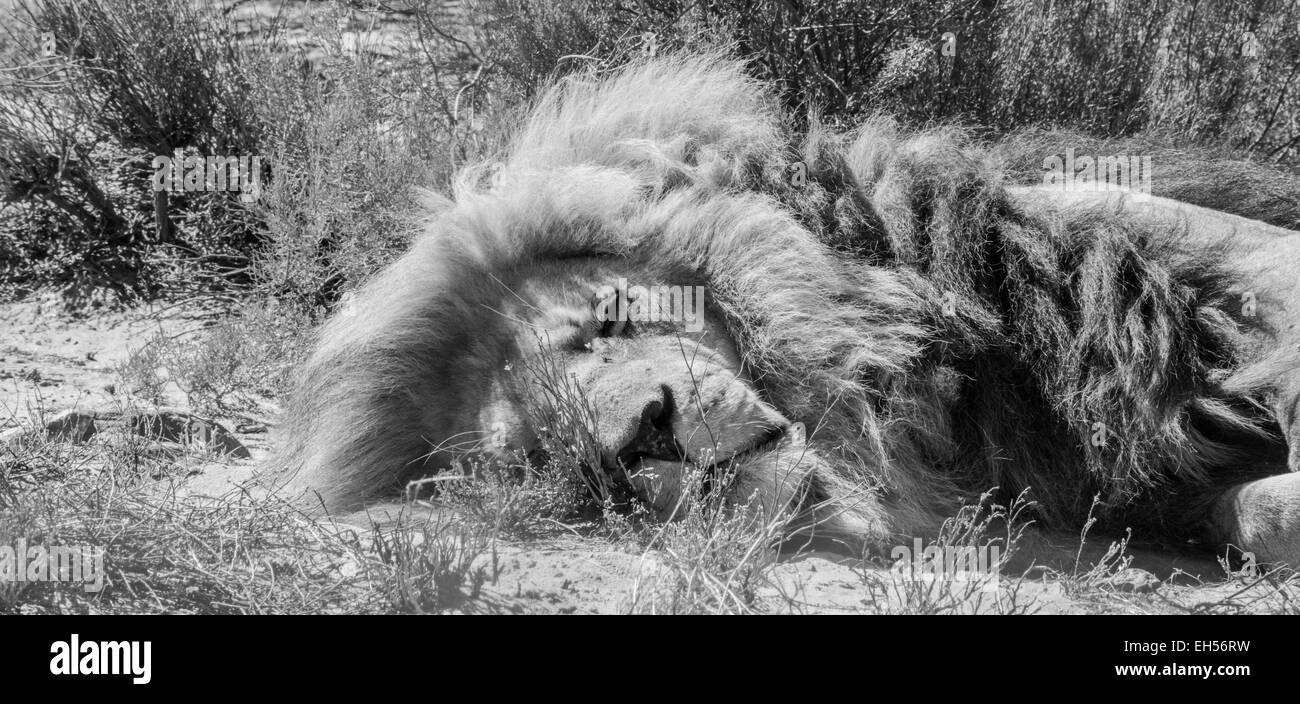 Un Lion Sleeps Banque D'Images