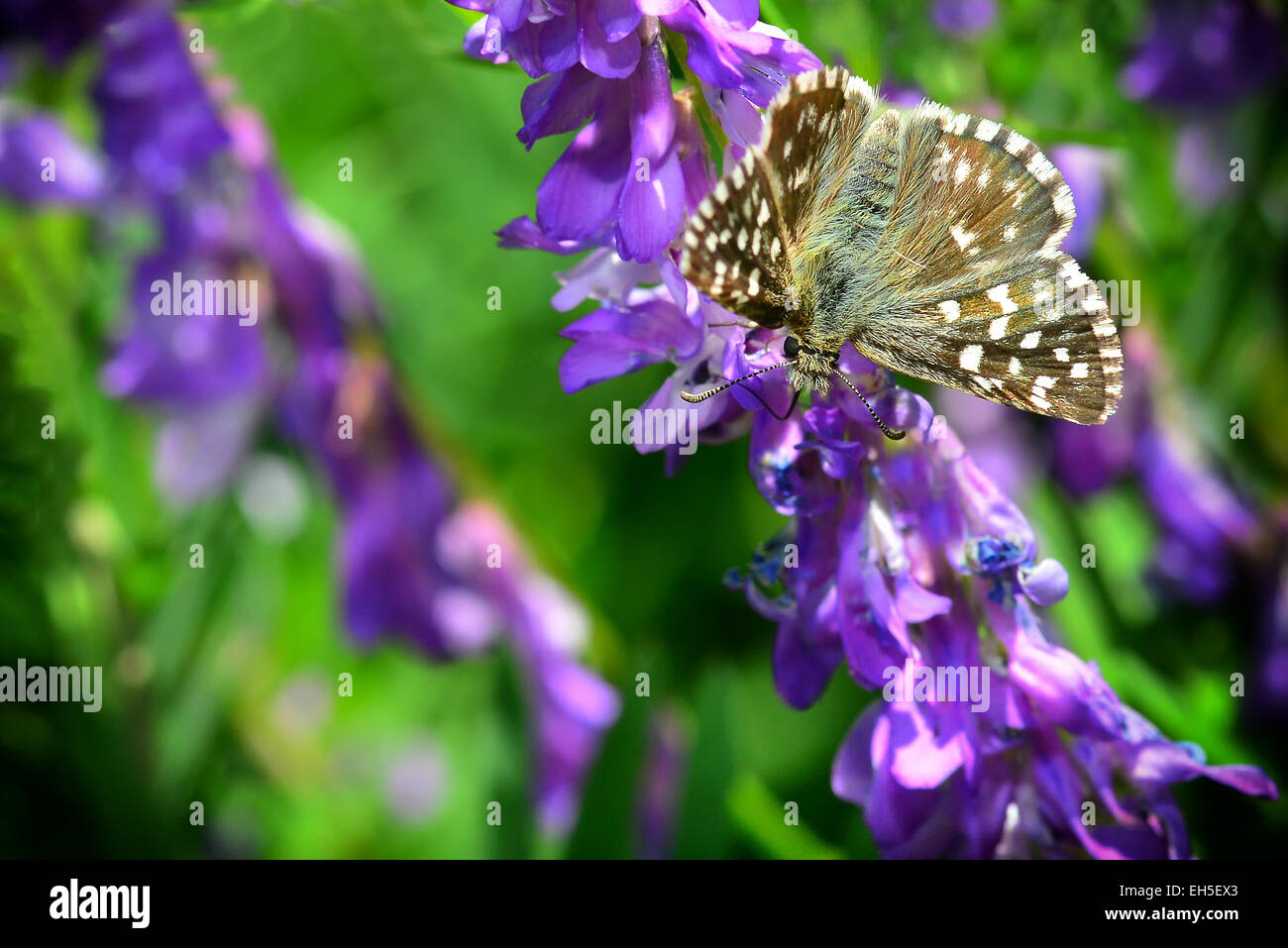 Papillon blanc se nourrissant de fleurs bleues Banque D'Images