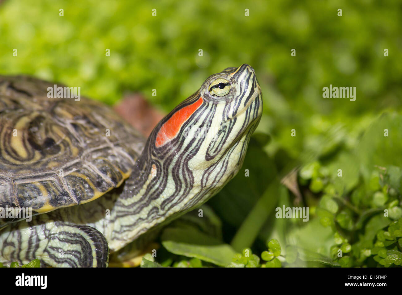 Red eared slider - Trachemys scripta elegans tortue, tête portrait dans la nature de l'environnement Banque D'Images