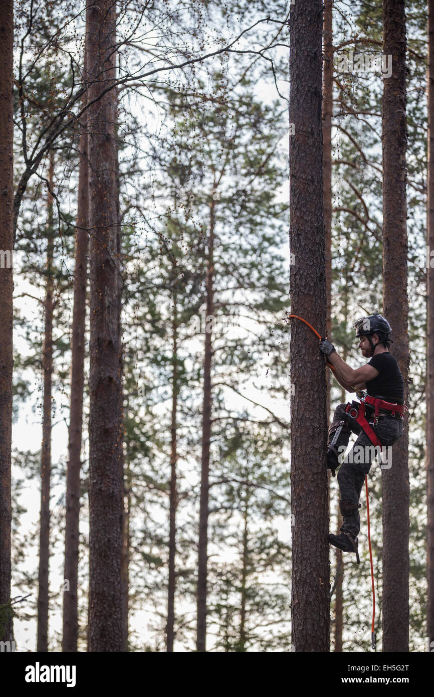 Grimpeur d'arbre ascendant arbre Banque D'Images