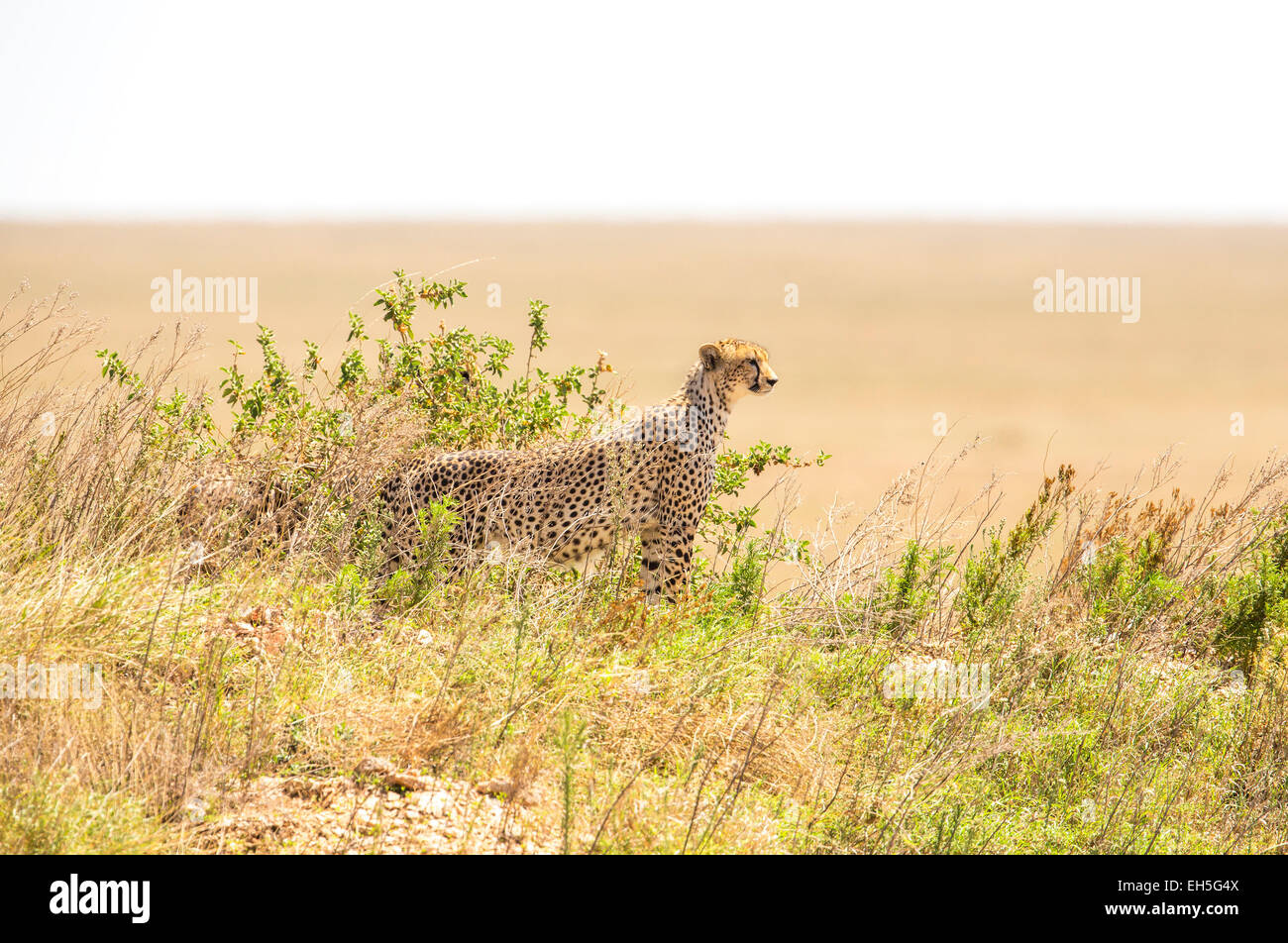 Guépards africains sur une colline à Serengeti Banque D'Images