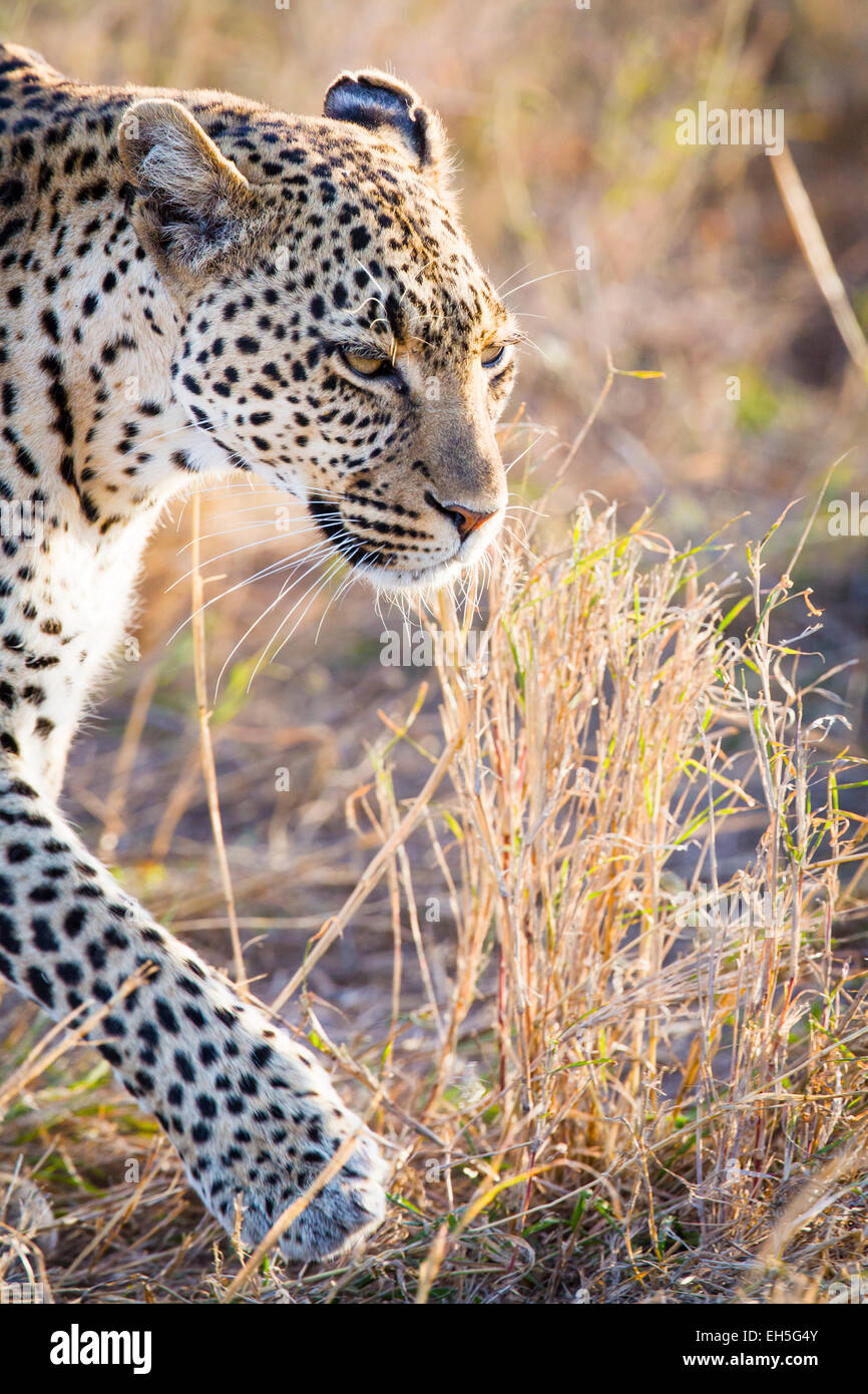 Close up of leopard à Serengeti Banque D'Images