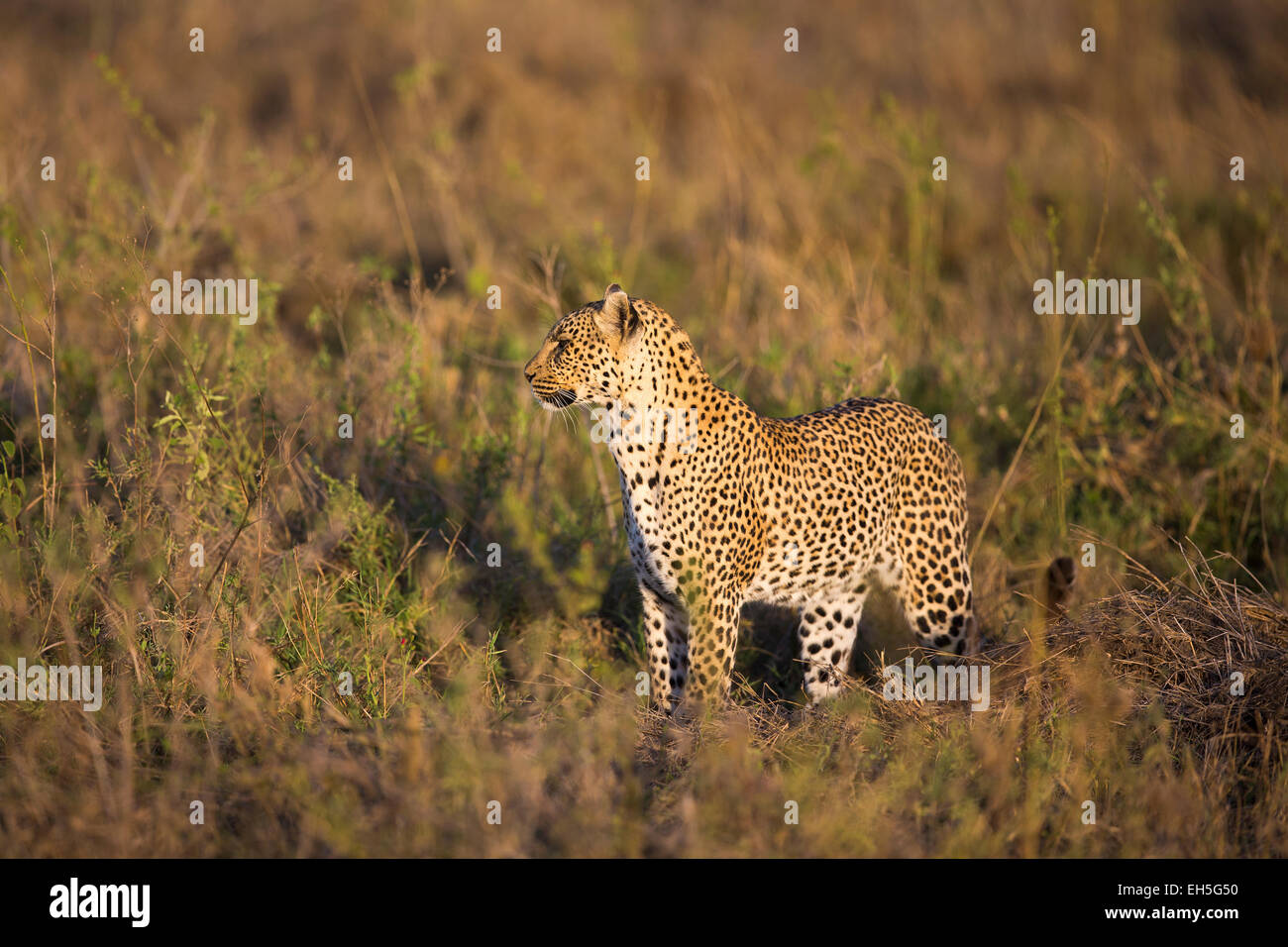 Leopard africaine à la grande plaine du Serengeti Banque D'Images