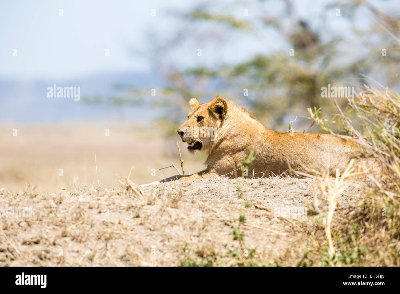 African Lion à Serengeti Banque D'Images