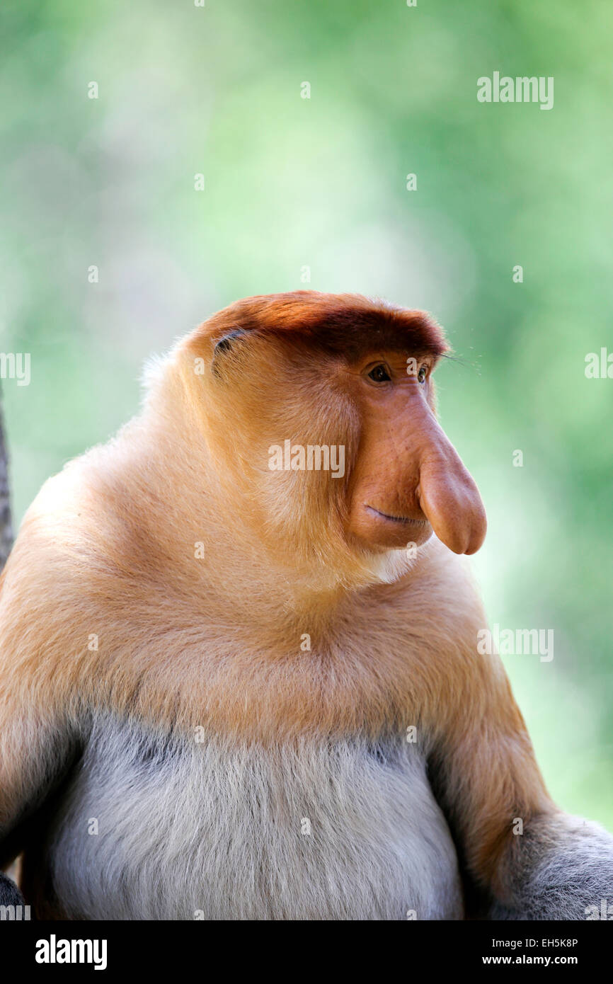 Mâle Alpha proboscis monkey sitting in tree Banque D'Images