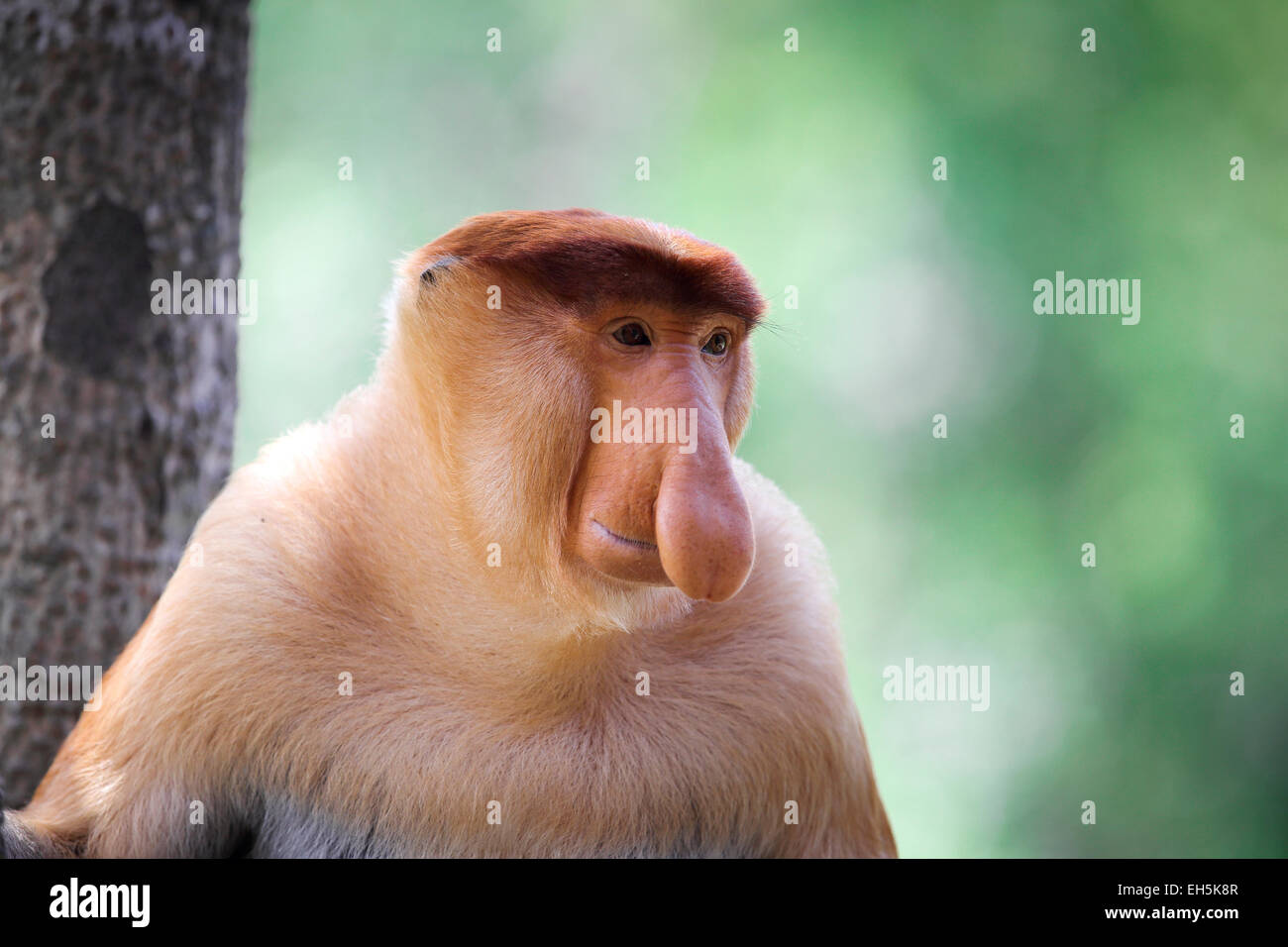 Mâle Alpha proboscis monkey sitting in tree Banque D'Images
