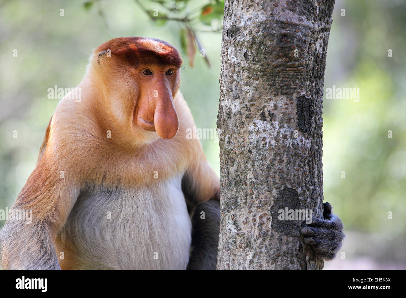 Mâle Alpha proboscis monkey sitting in tree Banque D'Images