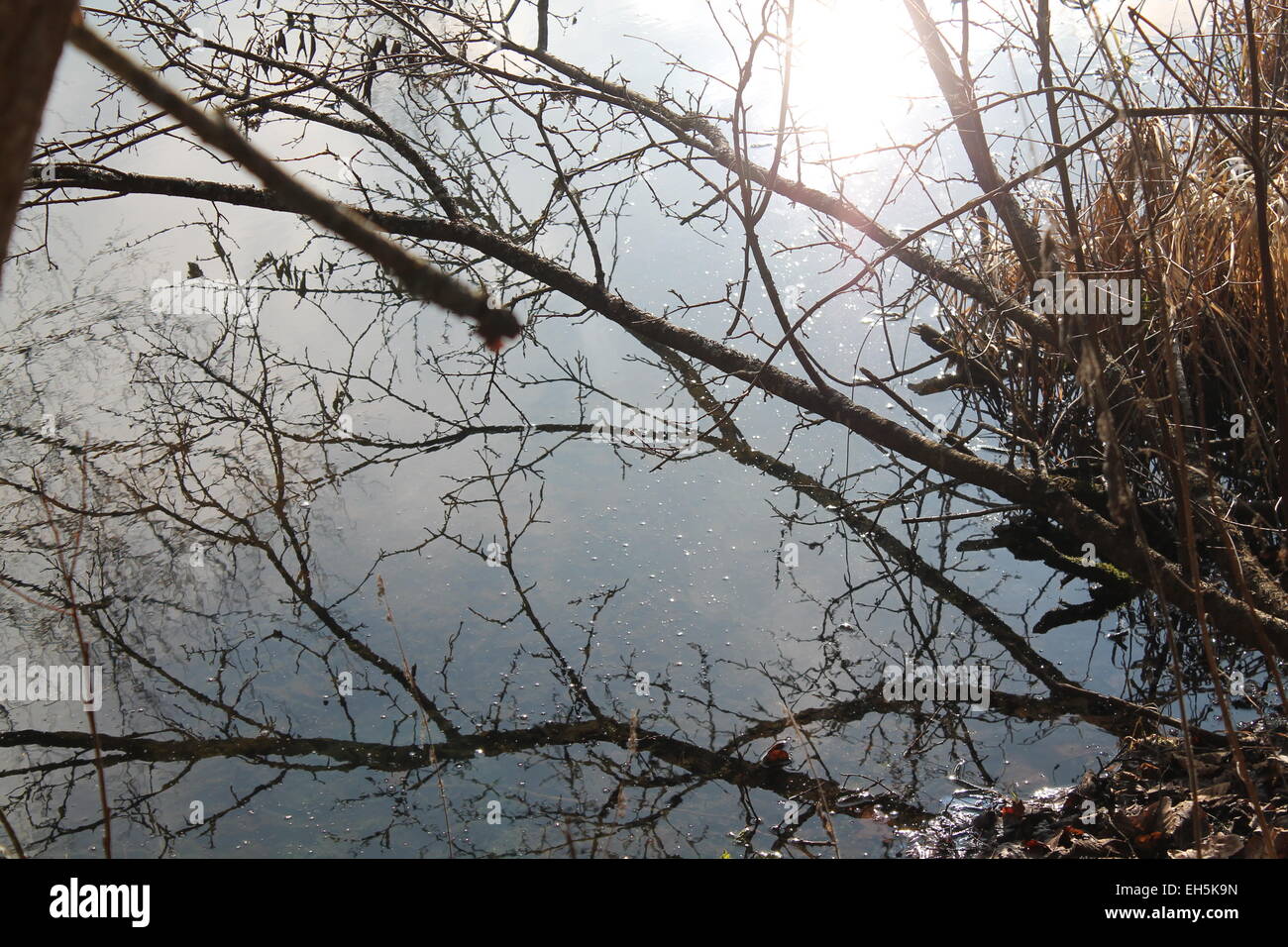 Belles branches de l'arbre reflète dans l'eau cristal de lake forest Banque D'Images