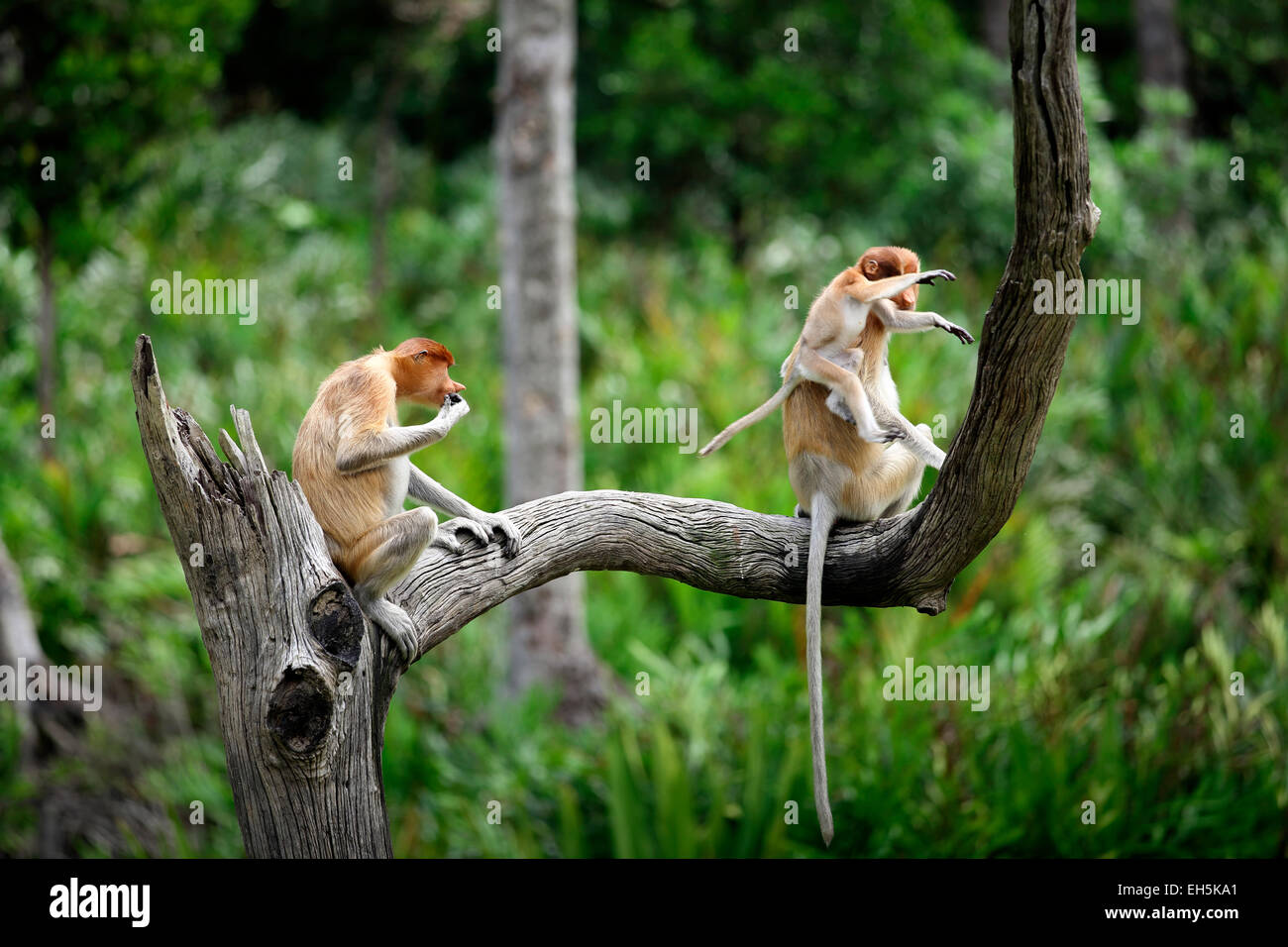 Proboscis Monkey famille avec bébé saut dans l'arbre Banque D'Images