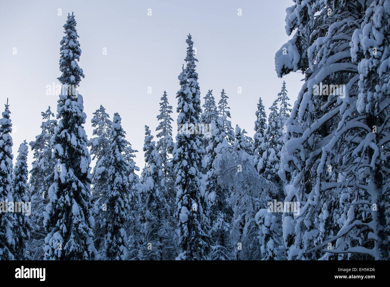 Hiver neige gelée scène forestière Banque D'Images